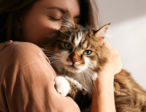 A New Beginning: Helping Your Shelter Cat Acclimate and Reduce Stress