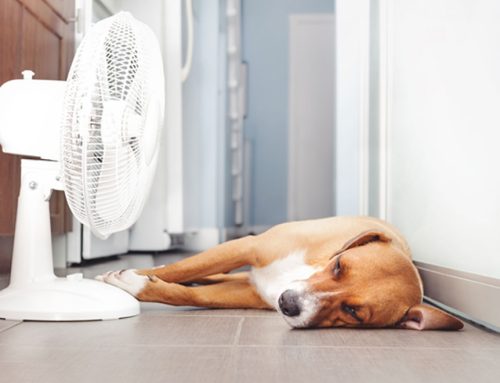 Heat Stroke in Pets